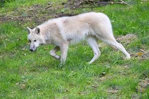 junger weißer wolf aus dem wolfspark werner freund. foto