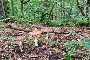 eine gruppe von fliegenpilzen in einem laubwald auf dem darß. foto