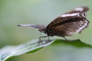 exotischer schmetterling auf einem blatt. zarter und bunter Schmetterling. foto