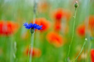 Kornblumenblüte einzeln auf einem Mohnfeld. Blau leuchten die Blütenblätter. Detailaufnahme foto