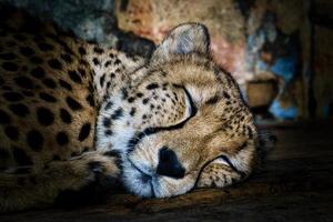 Gepard schläft. geflecktes Fell. Die große Katze ist ein Raubtier. ruhendes Säugetier. Jäger foto