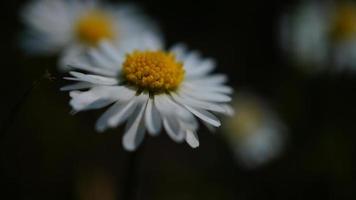 Gänseblümchen einzeln detailliert und zart dargestellt. foto