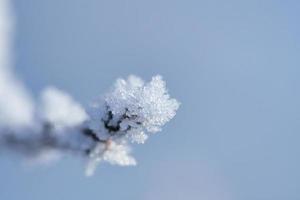 Eiskristalle auf einem Ast mit strukturierten und bizarren Formen. Winterfoto foto