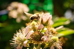 honigbiene, die nektar auf einer weißen blüte des apfelbaums sammelt. fleißige insekten natur foto