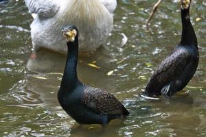 Kormoranvogel in Nahaufnahme. detailliertes Gefieder. Raubtier, das Fisch frisst. foto