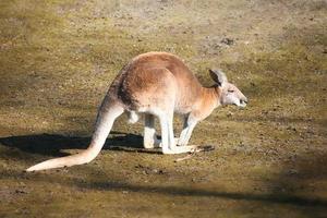 Rotes Riesenkänguru sitzt auf einer Wiese. Säugetier aus Australien. rotbraunes Fell. foto