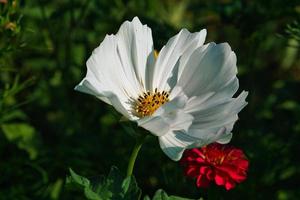 weiße Blume mit wunderschönen Blütenblättern einzeln dargestellt auf einer Blumenwiese foto