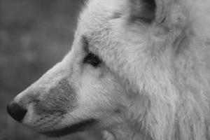 junger weißer wolf, in schwarz weiß aufgenommen im wolfspark werner freund. foto