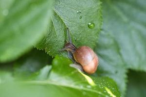 eine Schnecke, die auf einer Pflanze kriecht. gemächlich kriecht es vorwärts foto