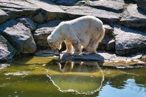 Eisbär im Berliner Zoo mit Blick auf sein Spiegelbild. foto