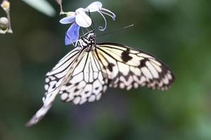 exotischer schmetterling auf einer blume, die nektar trinkt. zarter und bunter Schmetterling. foto