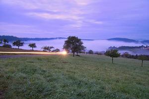 Baum auf einer Wiese mit Nebel in den Morgenstunden mit violetter Lichtstimmung. foto