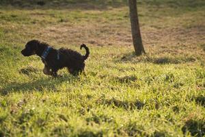 Goldendoodle-Welpe in der Farbe Schwarz und Braun. Hybridhund Golden Retriever Pudel. foto