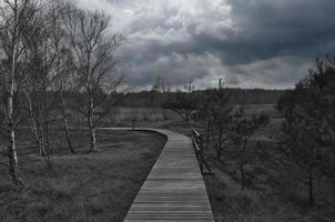 Wanderweg in Schwarz-Weiß, über einen Holzsteg zur Hohen Düne auf dem Darß. foto