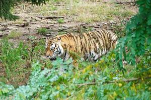 Sibirischer Tiger. elegante große Katze. gefährdetes Raubtier. weiß, schwarz, orange gestreiftes Fell foto