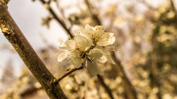 Kirschblüten an den Zweigen eines Kirschbaums. foto