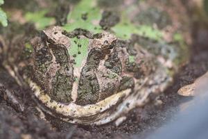 Riesenfrosch sitzt in seinem Loch im Boden foto