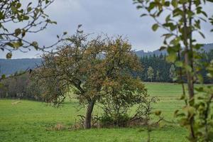 Im Saarland sehen Wälder, Wiesen und Solitärbäume im Herbst aus. foto