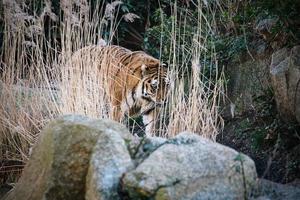 Sibirischer Tiger. elegante große Katze. gefährdetes Raubtier. weiß, schwarz, orange gestreiftes Fell foto