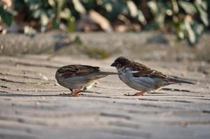 spatz in berlin, hier ist er noch in großer zahl anzutreffen. seine Populationen gehen weltweit zurück. foto