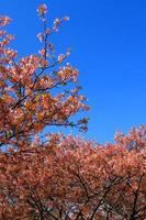 schöne frühlingshafte wilde himalaya-fröhliche blüte, die auf bäumen mit sonnenlichtfackel oder leck und klarem blauem himmelhintergrund im parkgarten tokio, japan blüht. rosa sakura-blumenbüsche mit kopierraum. foto