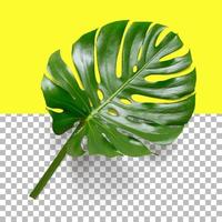 isolierte nahaufnahmeansicht des monstera-blattes foto