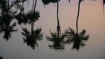 Reflexionstrieb des Baums im Wasser foto