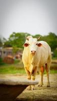 weißer Stier im Bihar-Bild foto