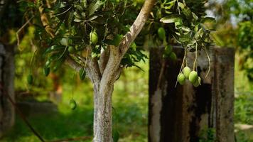 grüne Mango auf dem Baum foto