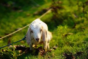 schönes baby im dorf. foto