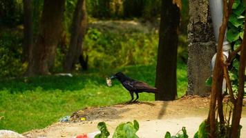 schwarze Krähe im Dorfbild hd foto