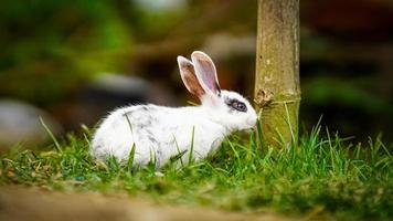 süßes kaninchen, das im gras sitzt foto