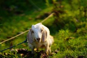 schönes baby im dorf. foto