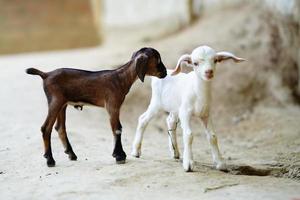 schönes Baby-Ziegenbild auf dem Boden. foto