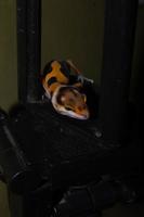 Leopardgecko-Eidechse, die auf einem Kamerastativ spielt foto