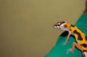 Handzahme Leopardgecko-Eidechse foto