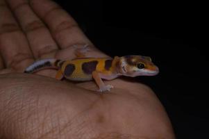 Nahaufnahme von Leopardgecko-Gecko. leopardgecko ist eine geckoart, die in pakistan, indien und im iran vorkommt foto