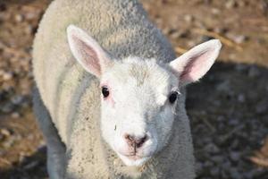 Blick in das Gesicht eines Cheviot-Lammes aus der Nähe foto