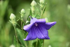 Wunderschöne blaue Ballonblume mit Knospen in einem Garten foto