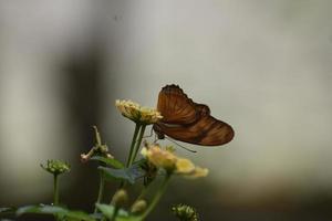 Schöner orangefarbener Golf-Scheckenfalter-Schmetterling in der Natur foto