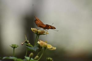 hübscher orangefarbener Golf-Scheckenfalter-Schmetterling in der Natur foto