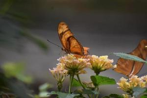 Wunderschöner orangefarbener Golf-Scheckenfalter-Schmetterling in der Natur foto