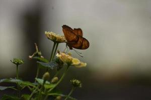 Kostbarer orangefarbener Golf-Scheckenfalter-Schmetterling in der Natur foto