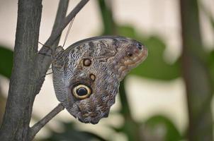 Nahaufnahme eines hübschen braunen Morpho-Schmetterlings foto