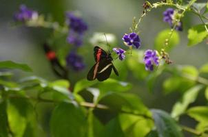 Schmetterlingsgarten mit Postbotenschmetterling auf einer Blume foto