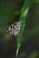 Baumnymphenschmetterling, der an einem grünen Blatt festhält foto