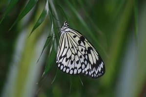 reispapierschmetterling, der auf grünem laub sitzt foto