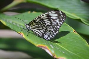 großer weißer Baumnymphenschmetterling, der auf einem grünen Blatt sitzt foto