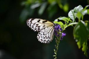 durchscheinende Flügel auf einem Reispapierschmetterling foto