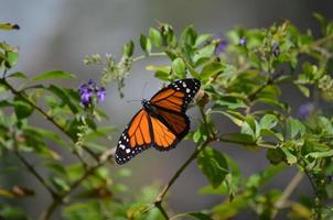 Wunderschöner Vizekönigschmetterling, umgeben von lila Blüten foto